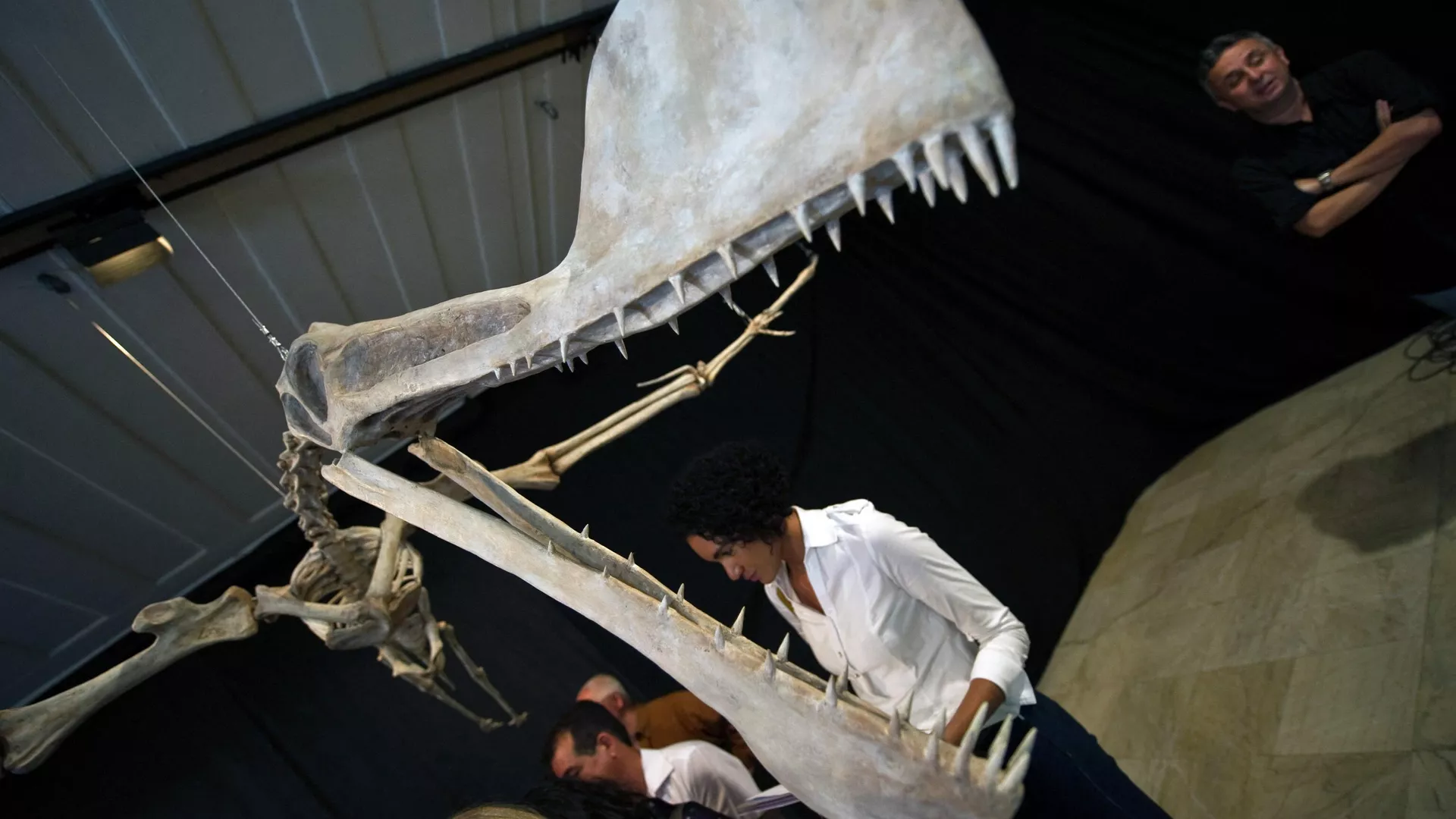 A replica of the fossil of a Pterosaur of the Tropeognathus Mesembrinus species is displayed at the National Museum of the Federal University of Rio de Janeiro, Brazil on March 20, 2013. - Sputnik International, 1920, 10.11.2022