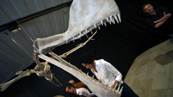 A replica of the fossil of a Pterosaur of the Tropeognathus Mesembrinus species is displayed at the National Museum of the Federal University of Rio de Janeiro, Brazil on March 20, 2013. - Sputnik International