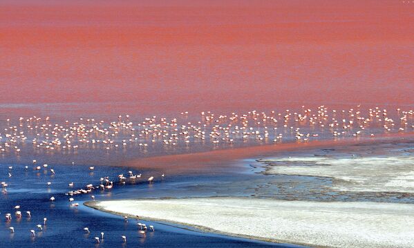 A large flock of flamingos are seen wading in Laguna Colorada located within the Eduardo Abaroa Andean National Fauna Reserve in the highlands of San Luis, near the border with Chile, in Bolivia&#x27;s Uyuni salt flats. The Uyuni salt flats are estimated to contain 10 billion tons of salt - of which 25,000 tons are extracted every year - as well as 100 million tons of lithium, making it one of the largest global reserves of this mineral, according to state officials at the Bolivian Mining Corporation (COMIBOL). - Sputnik International