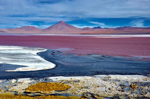 Laguna Colorada is a shallow salt lake located in southwest Bolivia. - Sputnik International