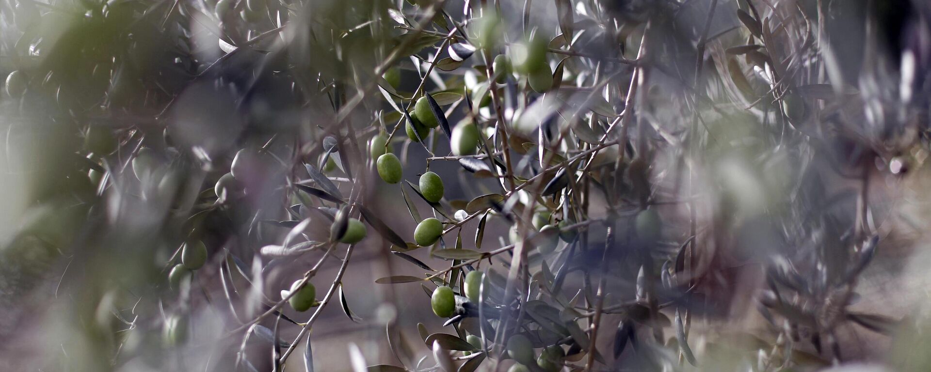 Olives are pictured during the harvest in the village Vallelunga, in the Island of Sicily, Italy, on Saturday, Nov. 6, 2010. - Sputnik International, 1920, 12.11.2022
