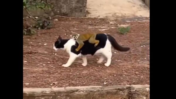 A cat gives a ride to a monkey - Sputnik International