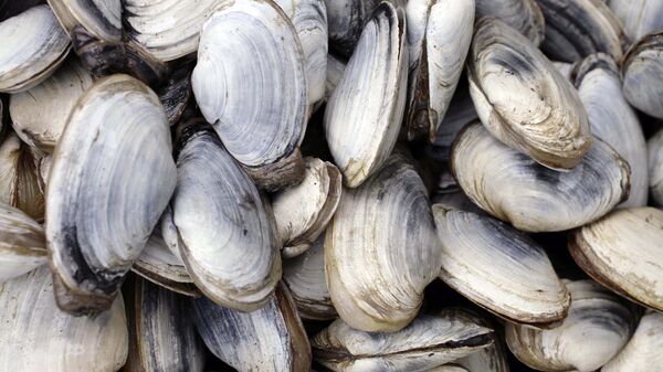 A bunch of soft shell clams. - Sputnik International