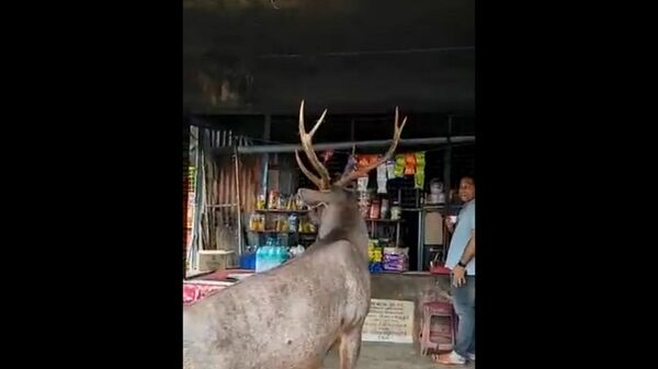 A sambar deer walked into a tea shop in Kerala, India - Sputnik International