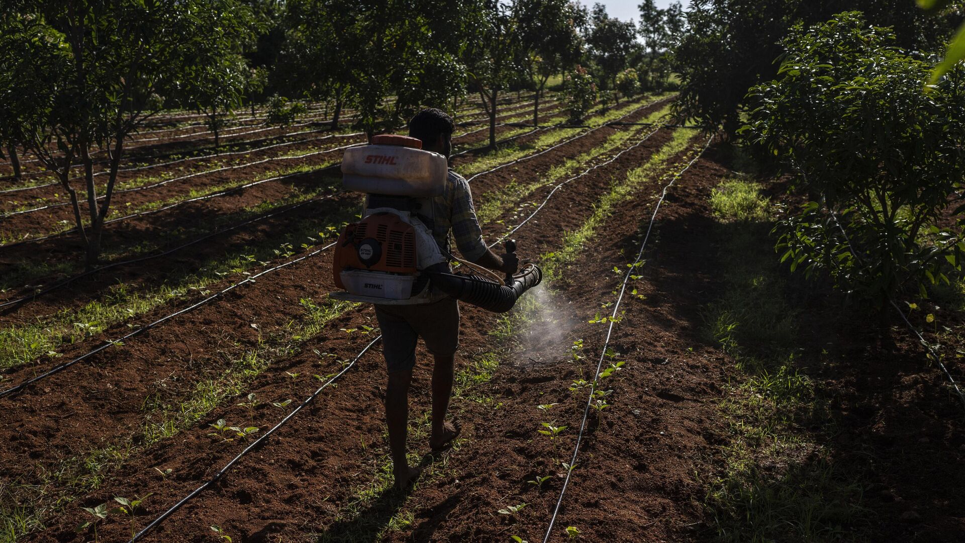 E. B. Manohar farmer sprays natural fertilizer on his crop at his farm in Khairevu village in Anantapur district in the southern Indian state of Andhra Pradesh, India, Wednesday, Sept. 14, 2022. - Sputnik International, 1920, 18.11.2022