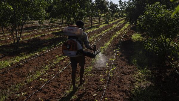 E. B. Manohar farmer sprays natural fertilizer on his crop at his farm in Khairevu village in Anantapur district in the southern Indian state of Andhra Pradesh, India, Wednesday, Sept. 14, 2022. - Sputnik International