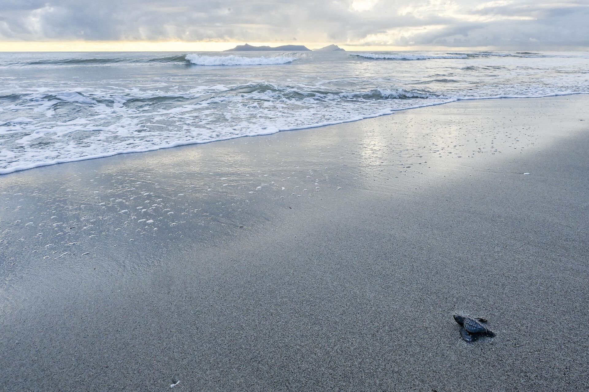 An Olive ridley turtle (Lepidochelys olivacea), also known as Lora turtle, heads to the sea after being released on the beach of Punta Chame, some 100 km south of Panama City, on November 13, 2022. - Sputnik International, 1920, 18.11.2022