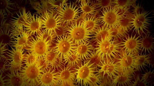 Parazoanthus Axinellae known as Yellow cluster anemones. - Sputnik International