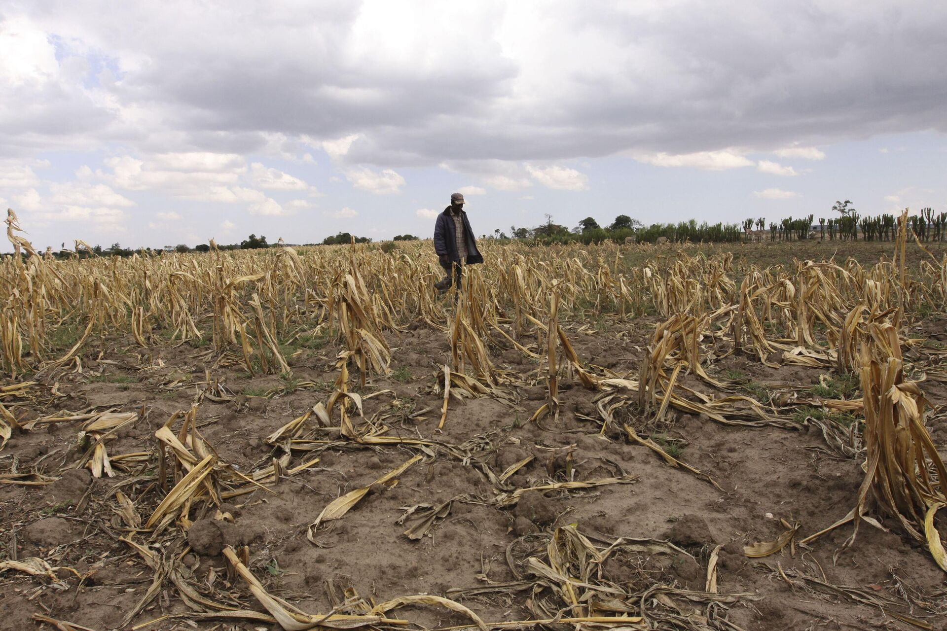 A man walk through a dead maize field due to the drought, Monday, Oct. 5, 2009 near the Mau forest in Kenya.  - Sputnik International, 1920, 31.12.2022