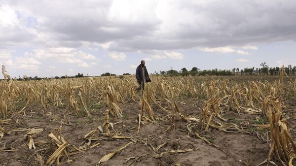 A man walk through a dead maize field due to the drought, Monday, Oct. 5, 2009 near the Mau forest in Kenya.  - Sputnik International