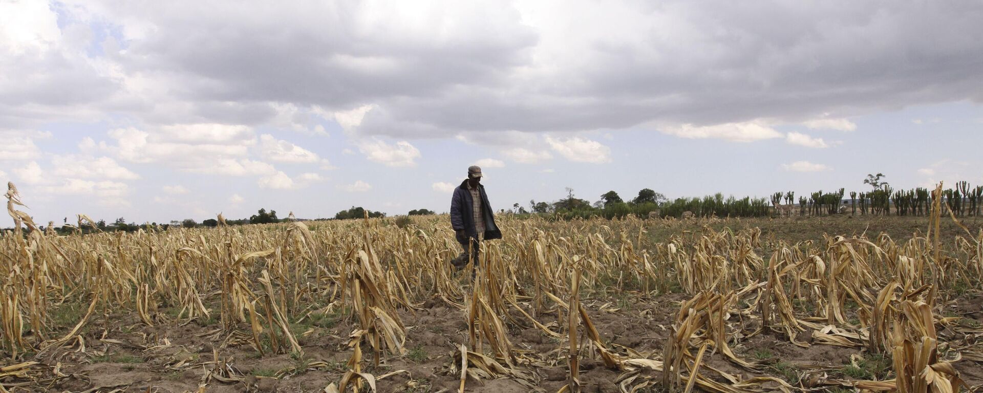 A man walk through a dead maize field due to the drought, Monday, Oct. 5, 2009 near the Mau forest in Kenya.  - Sputnik International, 1920, 20.11.2022