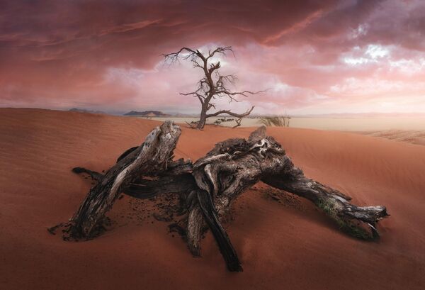 The Old Tree by Spanish photographer José D. Riquelme, winner of the Amazing Cloud Award in The 9th International Landscape Photographer of the Year. Namibia, Africa. - Sputnik International