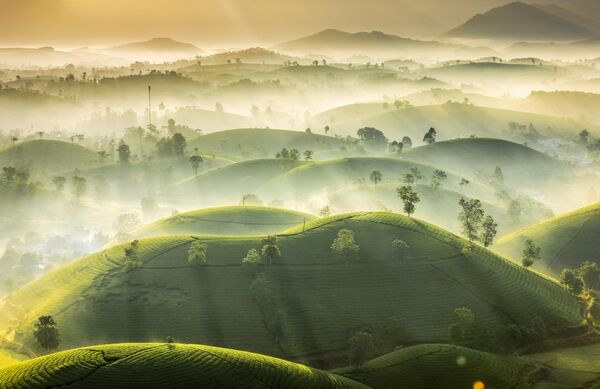 This shot of Tea Hill by Vietnamese photographer Huan Vu Trung is in the top 101 of The 9th International Landscape Photographer of the Year. Tan Son, Phu Tho, Viet Nam. - Sputnik International