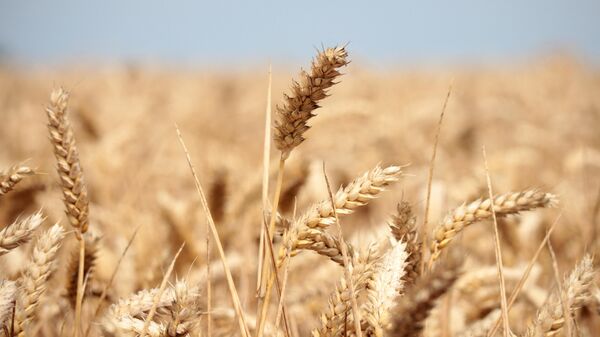 Wheat crops are seen in a field in Wustrau-Altfriesack, Fehrbellin, eastern Germany, on July 18, 2022.  - Sputnik International