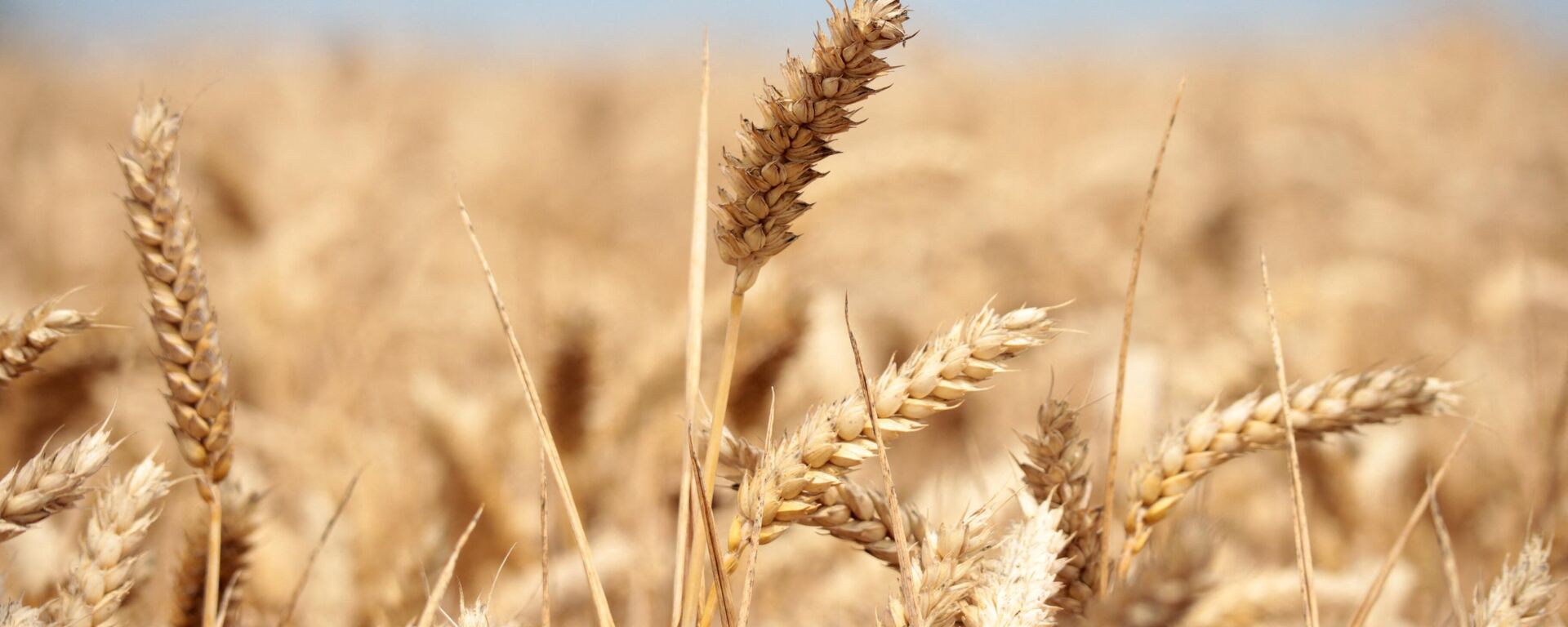 Wheat crops are seen in a field in Wustrau-Altfriesack, Fehrbellin, eastern Germany, on July 18, 2022.  - Sputnik International, 1920, 15.02.2023
