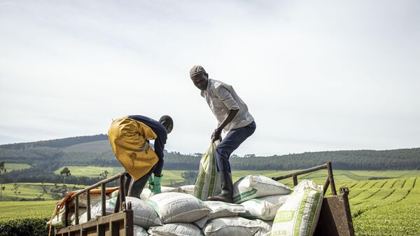 Sasini employees unload bags of fertilizer from a truck at Kipkebe Tea Estate at Kipkebe Tea Estate in Musereita on October 21, 2022. - Sputnik International