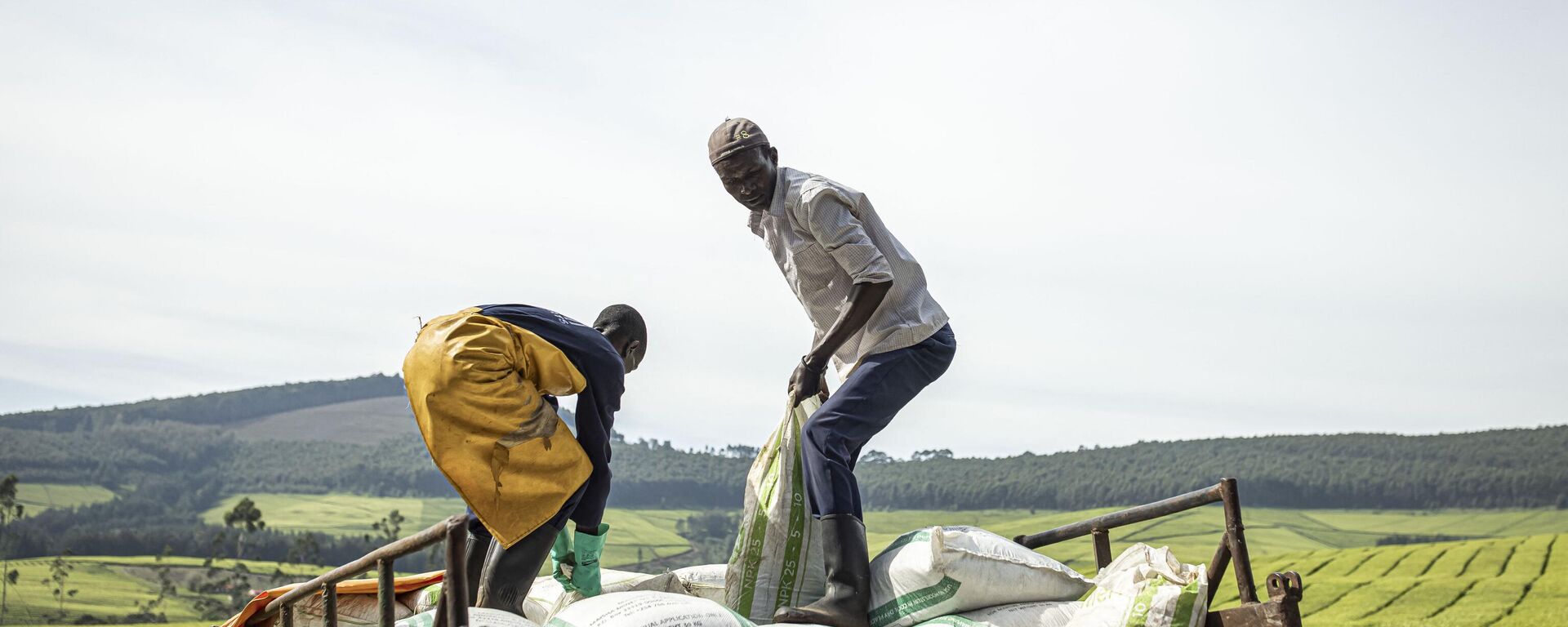 Sasini employees unload bags of fertilizer from a truck at Kipkebe Tea Estate at Kipkebe Tea Estate in Musereita on October 21, 2022. - Sputnik International, 1920, 30.11.2022