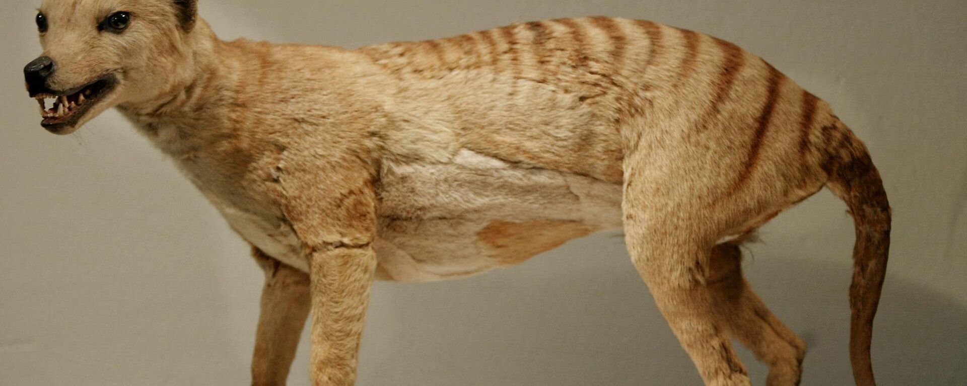 A Tasmanian tiger (Thylacine), which was declared extinct in 1936, is displayed at the Australian Museum in Sydney, 25 May 2002.   - Sputnik International, 1920, 05.12.2022