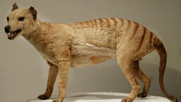 A Tasmanian tiger (Thylacine), which was declared extinct in 1936, is displayed at the Australian Museum in Sydney, 25 May 2002.   - Sputnik International