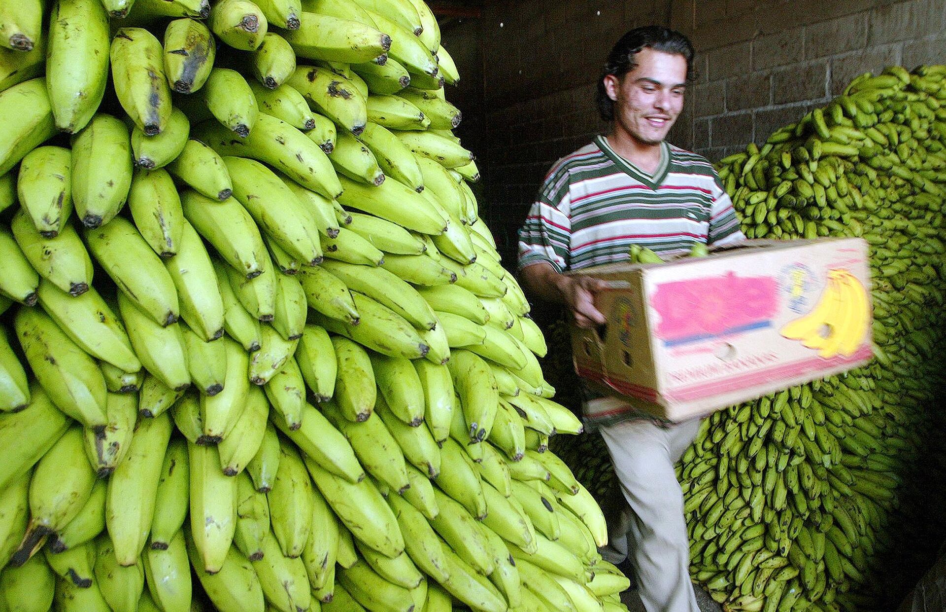 A worker carries a box with bunches of bananas at the warehouse of a market in Tegucigalpa, 05 January 2006.  - Sputnik International, 1920, 05.12.2022