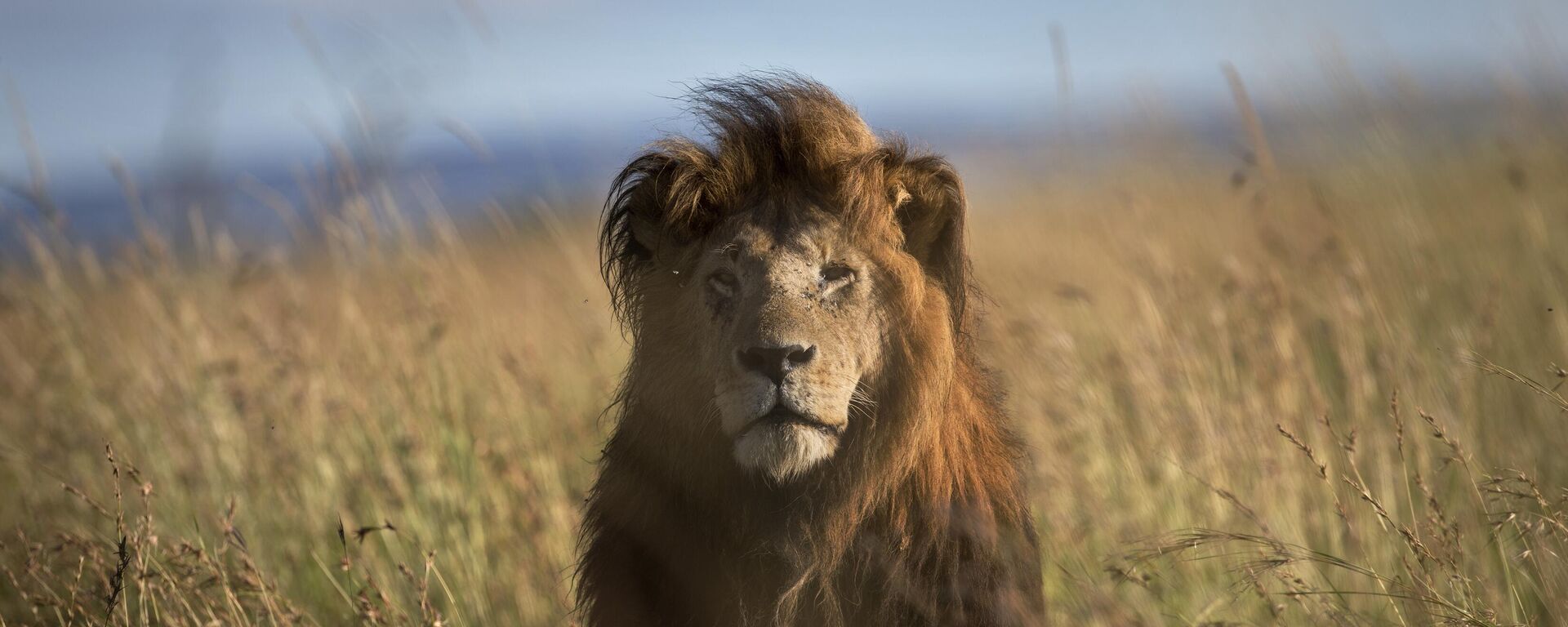 An old male lion raises his head above the long grass in the early morning, in the savannah of the Maasai Mara, south-western Kenya on July 7, 2015. - Sputnik International, 1920, 07.12.2022
