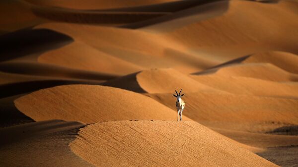 A sand gazelle is seen at the Arabian Oryx Sanctuary in Umm Al-Zamool, some 290 kilometres south of Abu Dhabi near the border with Oman and Saudi Arabia. - Sputnik International