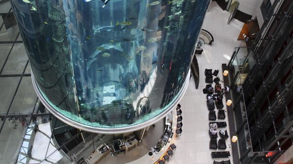 In this file photo taken on May 10, 2011 divers clean the AquaDom a lobby aquarium in the Radisson Blu hotel in central Berlin. - Sputnik International