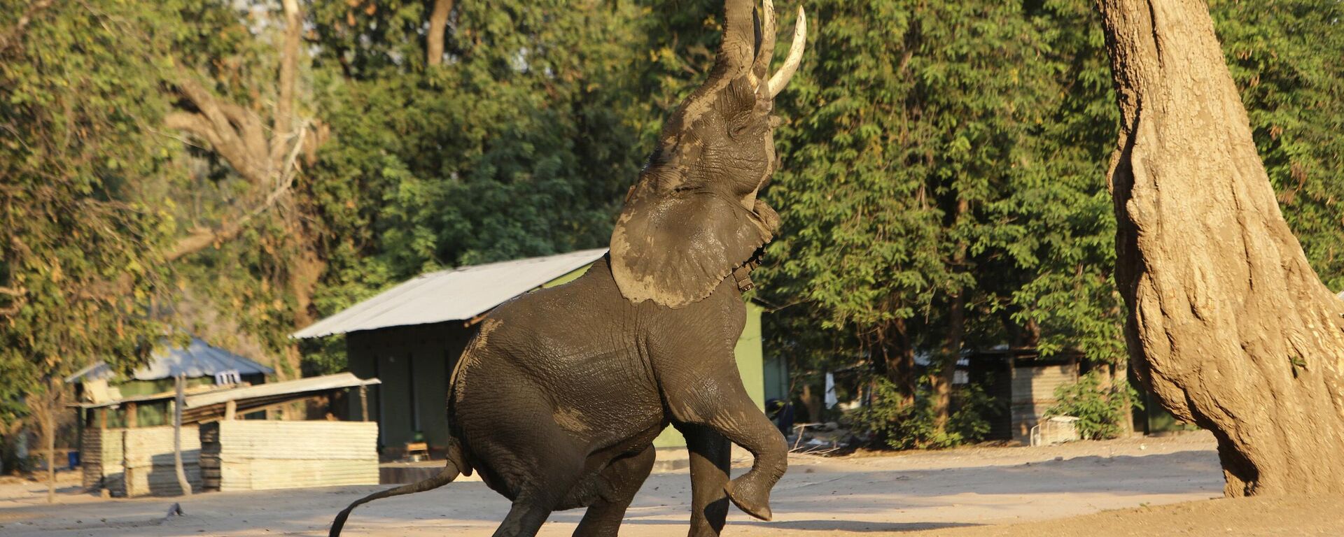 In this Oct, 27, 2019, photo, an elephant feeds on leaves from a tree in Mana Pools National Park, Zimbabwe. Wardens and wildlife lovers are trucking in food to help the distressed animals.  - Sputnik International, 1920, 18.12.2022