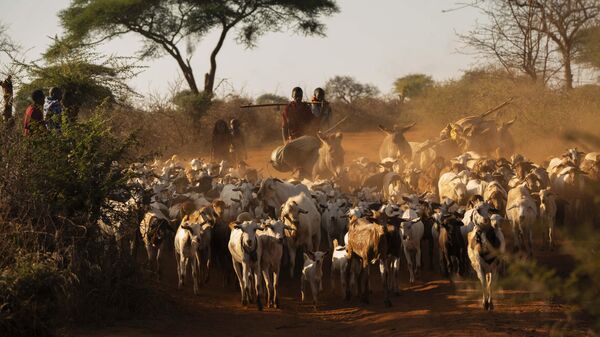 In this Friday July 5, 2019 photo, shepherds return their livestock to their village near Loibor Siret, Tanzania. On the elevated plains of northern Tanzania, pastoralists have long lived alongside wildlife: grazing their cows, goats and sheep on the same broad savannahs where zebras, buffalo and giraffe munch grass and leaves, and where lions, leopards and hyenas stalk these wild beasts. - Sputnik International