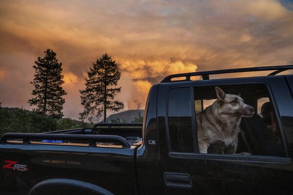 Собака в машине во время природных пожаров в Калифорнии  - Sputnik International