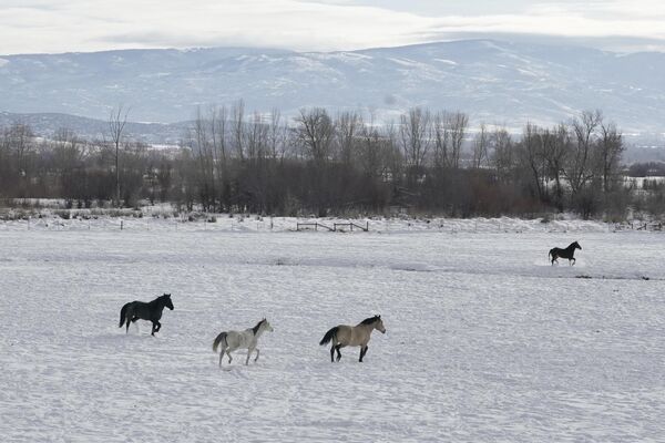 Лошади бегают по снежному полю на ранчо в штате Юта - Sputnik International