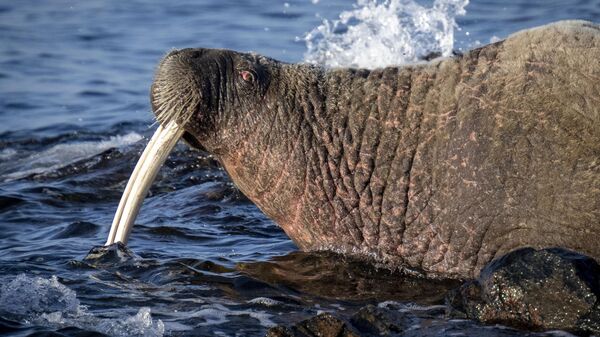 The walrus named 'Sten'  - Sputnik International