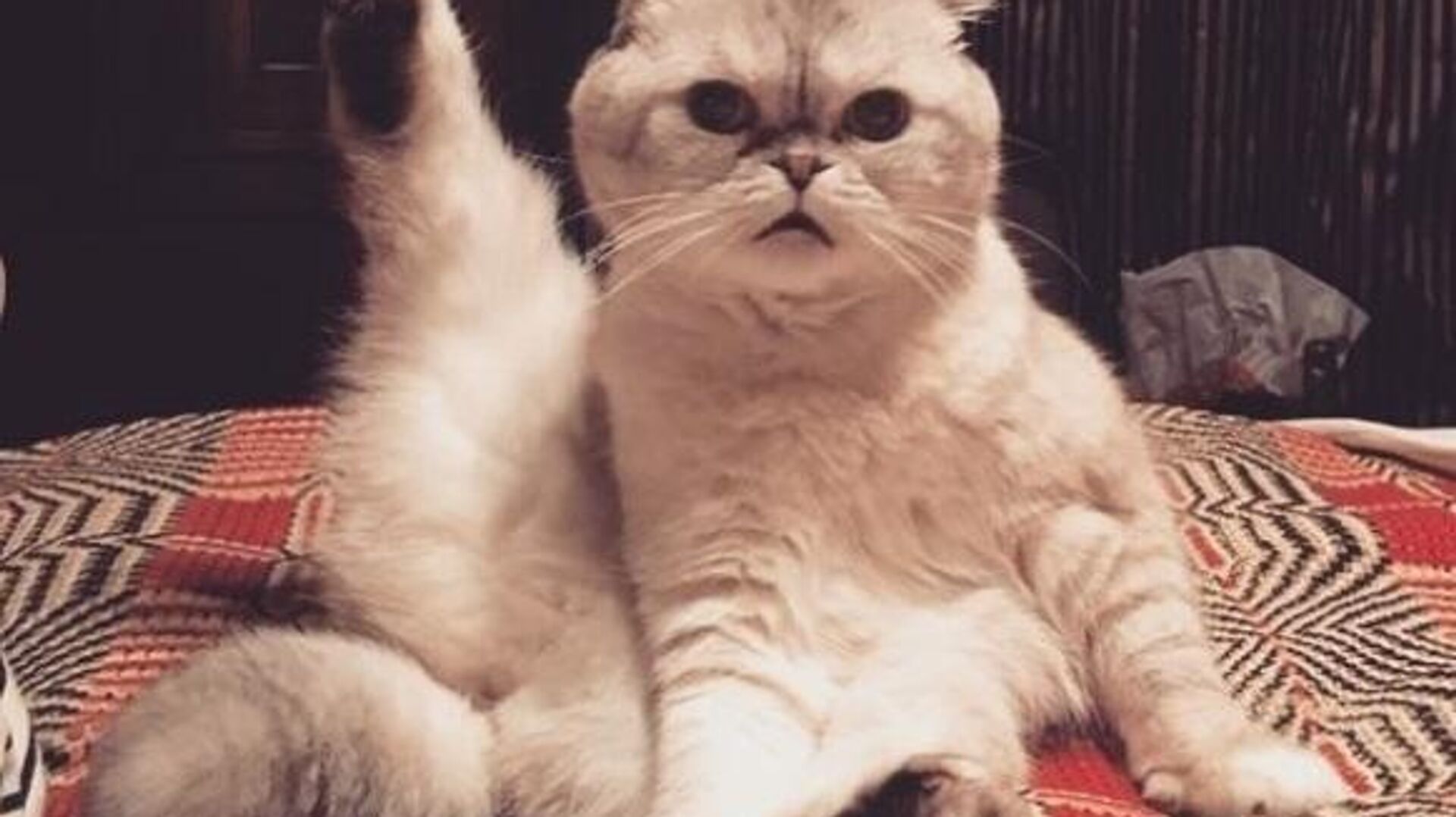 Taylor Swift’s cat Olivia Benson - Sputnik International, 1920, 05.01.2023