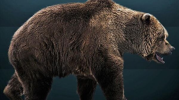 Reconstruction of a European cave bear (Ursus spelaeus) - Sputnik International