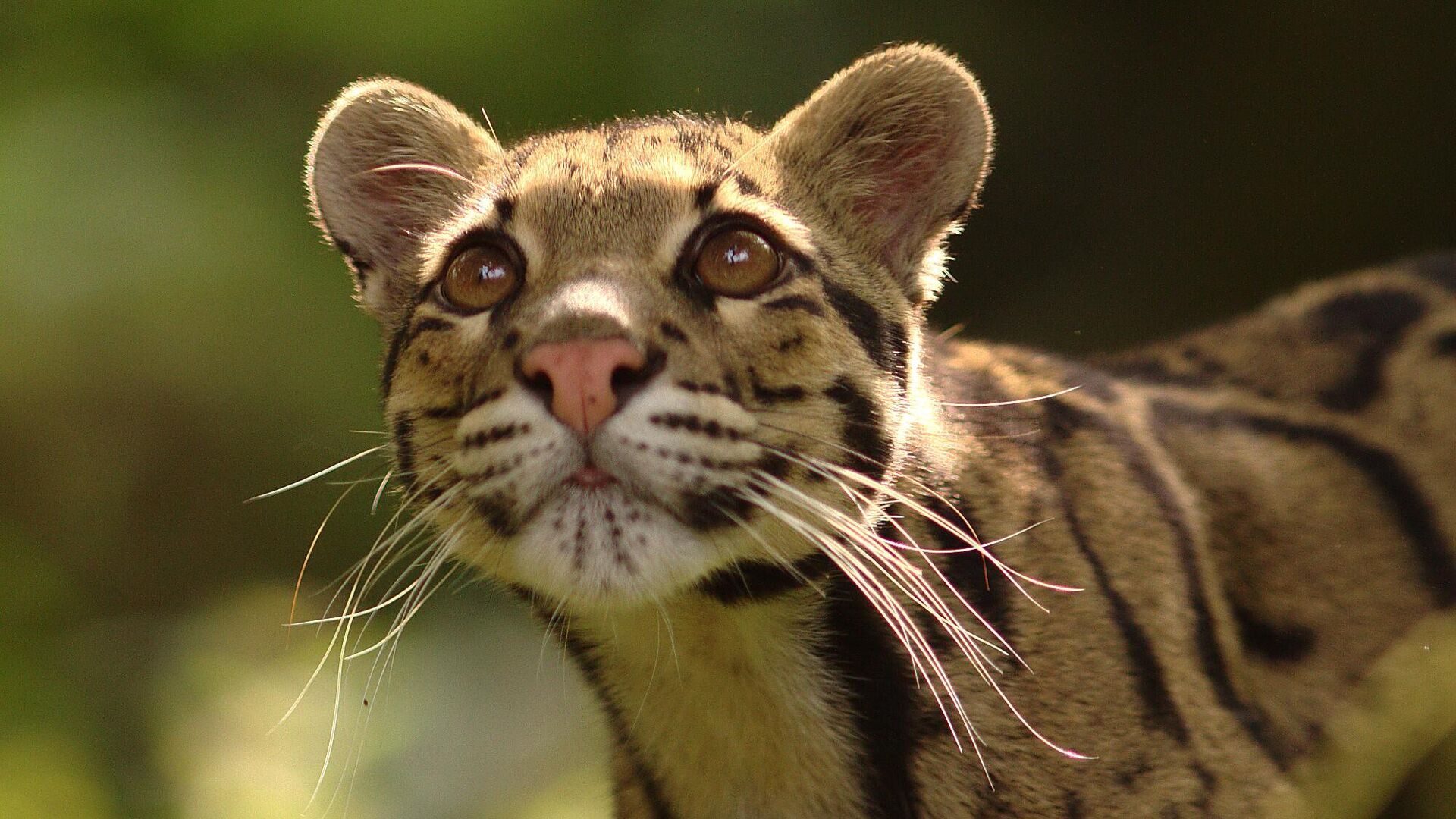 A Serious Situation': Dallas Zoo Temporarily Shutters After Clouded Leopard  Escapes Enclosure - 13.01.2023, Sputnik International