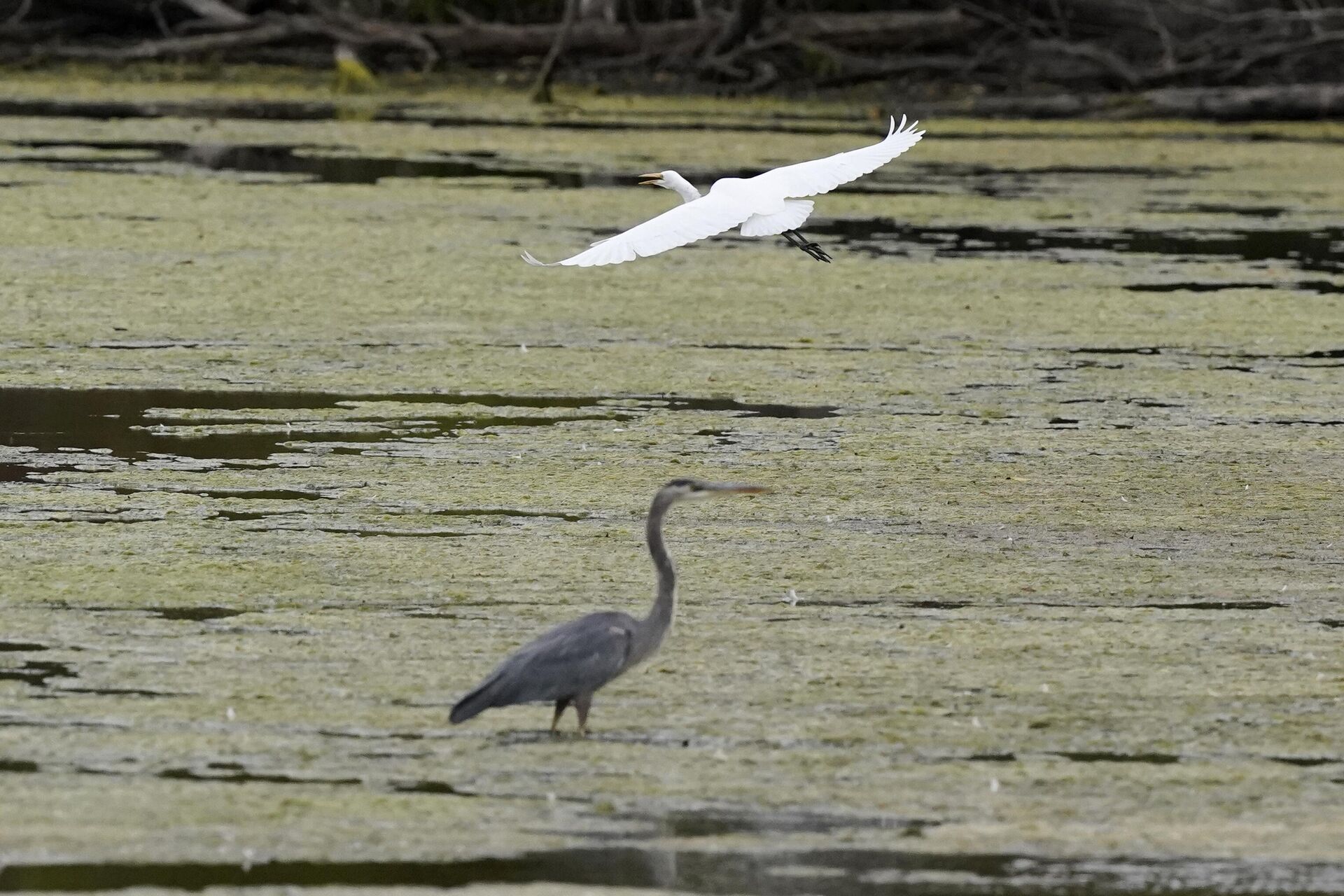 A great egret flies above a great blue heron in a wetland inside the Detroit River International Wildlife Refuge in Trenton, Mich., on Oct. 7, 2022.  - Sputnik International, 1920, 14.01.2023