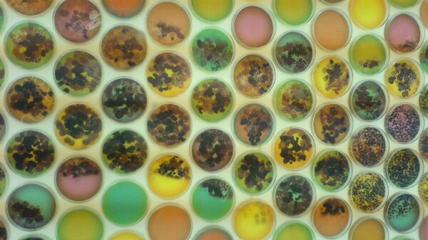 Petri dishes of bacterial colonies - Sputnik International