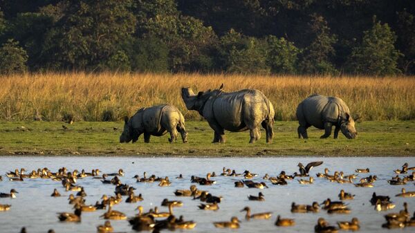One horned Rhinoceros graze at the Pobitora wildlife sanctuary on the outskirts of Guwahati, India, Tuesday, Dec. 6, 2022. The sanctuary is known for its Indian one-horned rhino population.  - Sputnik International