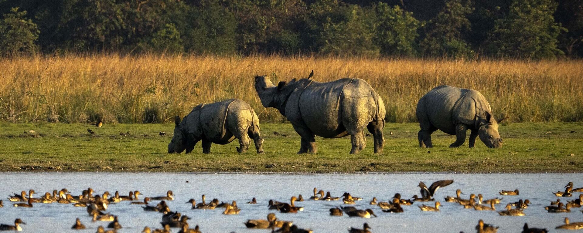 One horned Rhinoceros graze at the Pobitora wildlife sanctuary on the outskirts of Guwahati, India, Tuesday, Dec. 6, 2022. The sanctuary is known for its Indian one-horned rhino population.  - Sputnik International, 1920, 20.01.2023