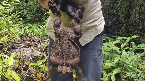 Kylee Gray, a ranger with the Queensland Department of Environment and Science, holds a giant cane toad, Thursday, Jan. 12, 2023, near Airlie Beach, Australia. - Sputnik International