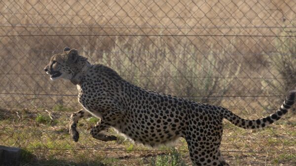 A cheetah jumps inside a quarantine section before being relocated to India next month, at a reserve near Bella Bella, South Africa, Sunday, Sept. 4, 2022.  - Sputnik International