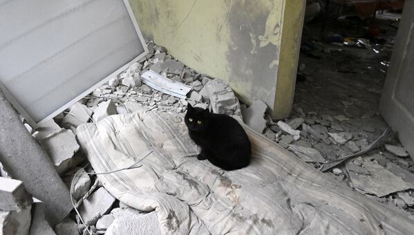 A cat cowers in the district hospital in Novoaydar in the LPR. - Sputnik International