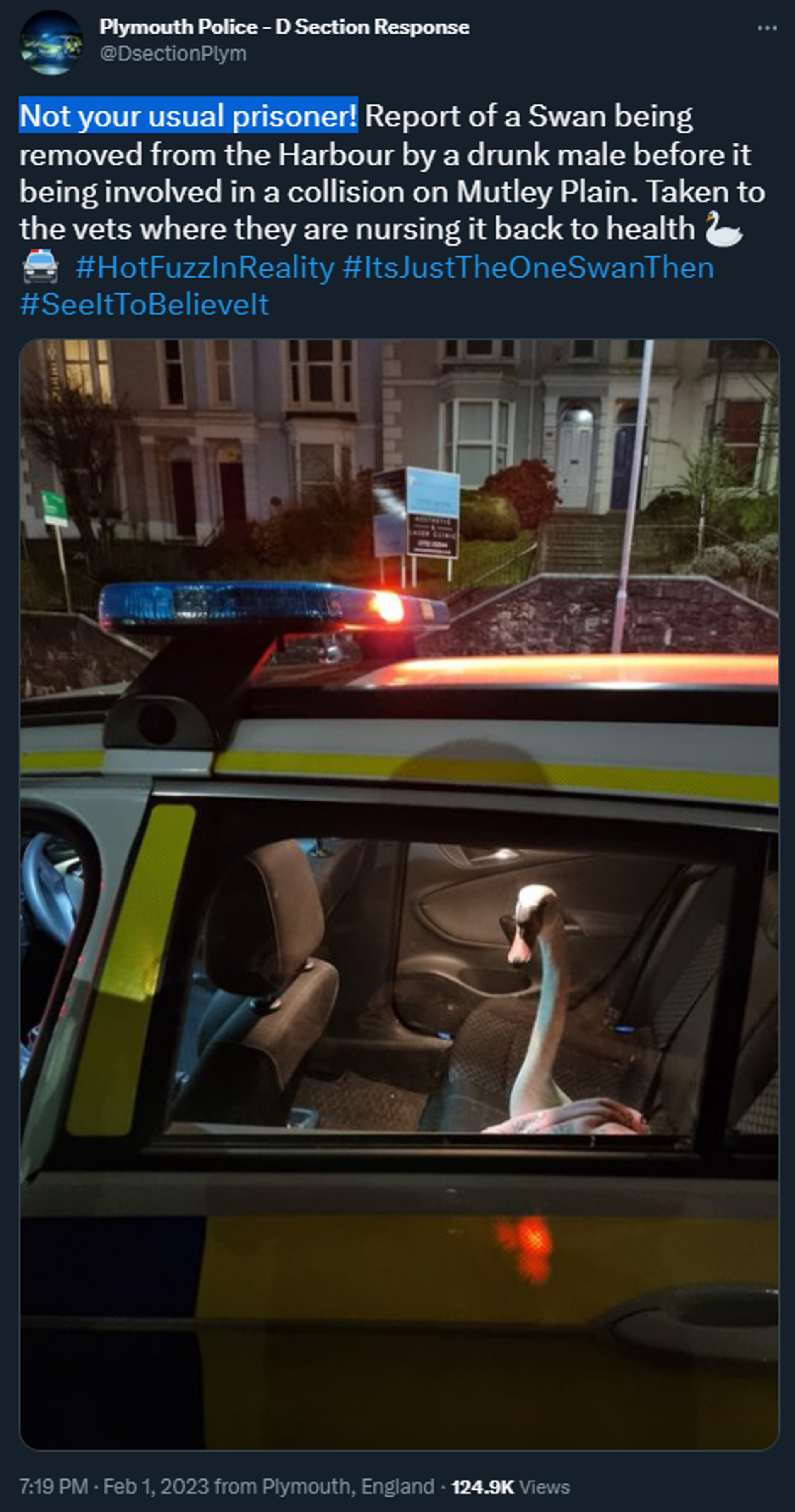 A swan sits in a police car in Plymouth, Devon, UK on the evening of Wednesday, February 1 2023 - Sputnik International, 1920, 02.02.2023