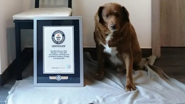 A picture of Bobbi, the current oldest dog ever according to the Guinness Book of World Records. Screenshot from Twitter. - Sputnik International
