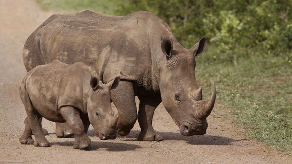 In this Sunday, Dec. 20, 2015 file photo, rhinos walk in the Hluhluwe Game Reserve in South Africa - Sputnik International