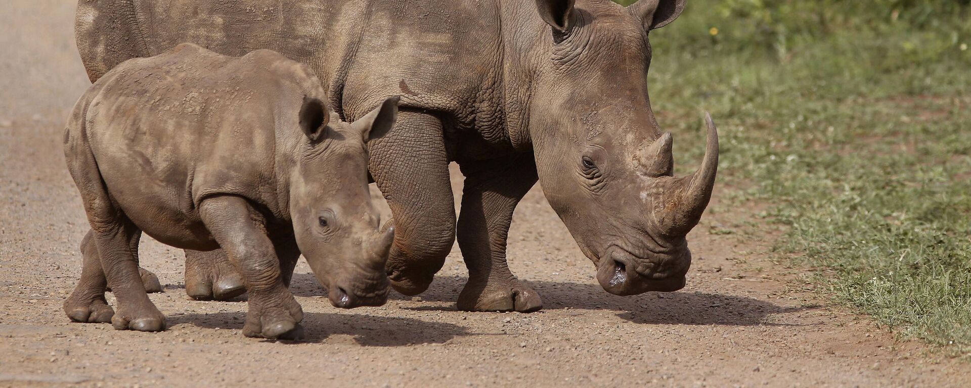 In this Sunday, Dec. 20, 2015 file photo, rhinos walk in the Hluhluwe Game Reserve in South Africa - Sputnik International, 1920, 26.09.2023