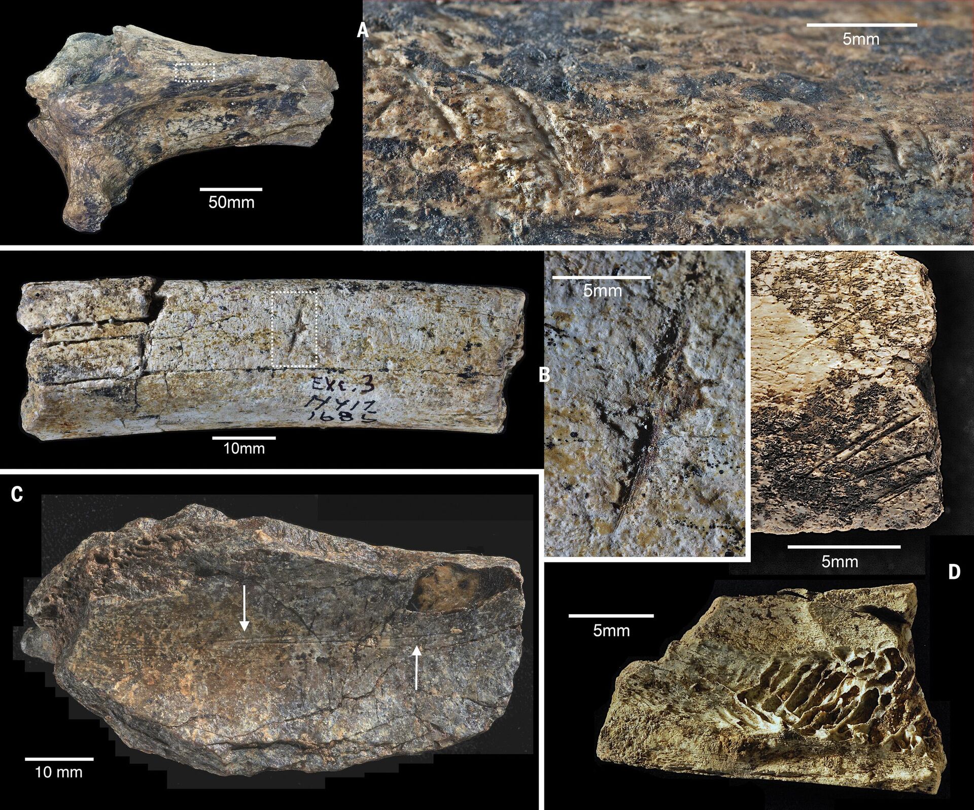  Stone tool–damaged fossilized bones. - Sputnik International, 1920, 10.02.2023