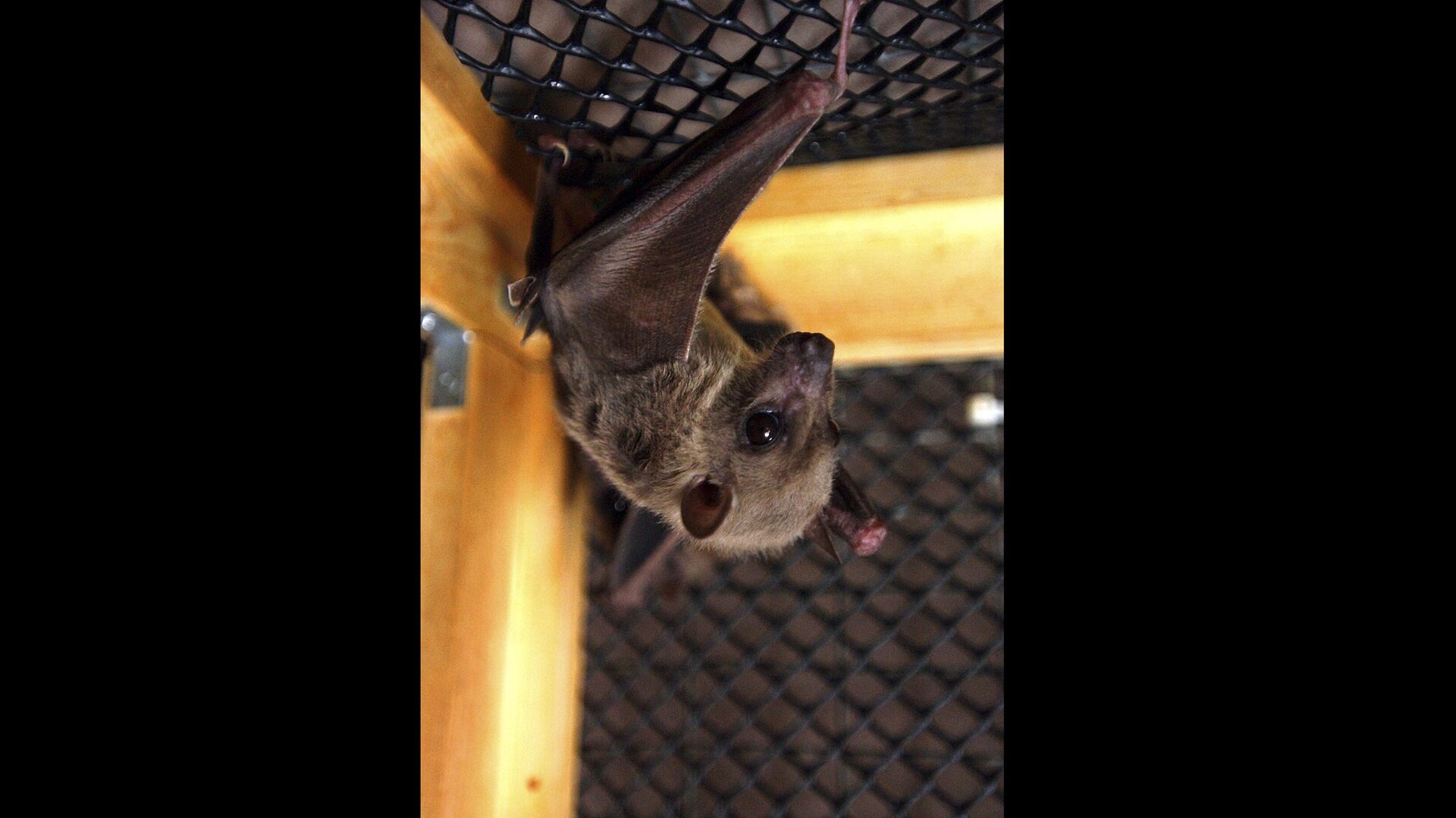 An Egyptian fruit bat hangs upside down in its cage, in Winsted, Conn, July 29, 2003 - Sputnik International, 1920, 29.03.2023