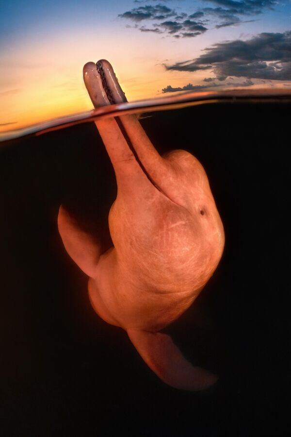 Underwater Photographer of the Year 2023 &#x27;Boto encantado&#x27; Kat Zhou (United States) &quot;There’s a legend among locals in the Amazon that river dolphins, or “botos”, can transform into handsome men known as “boto encantado” at night to seduce women. Though I did not witness this elusive boto transformation, at dusk I was enchanted by these beautiful mammals in a different way. After seeing how botos would sometimes bring their beaks above water, I knew I wanted a split shot at sunset. Though the water was so dark that I was shooting blind, this dolphin gave me a perfect pose and smile!&quot; - Sputnik International
