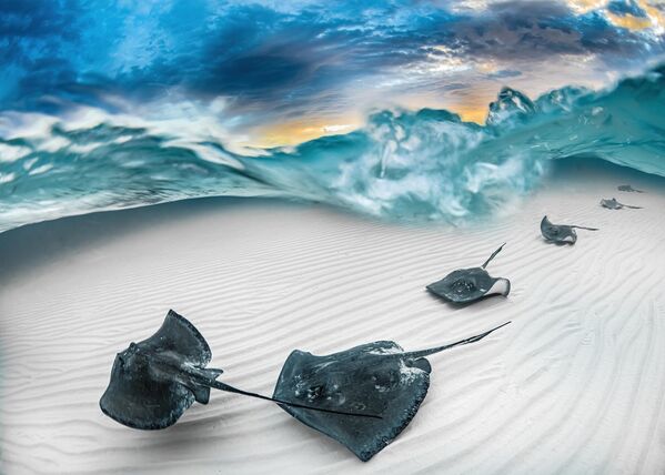Marelux Wide Angle Winner:  &#x27;Fade&#x27; J. Gregory Sherman (United States) &quot;My dive partner and I chartered a boat to arrive at Stingray City on Grand Cayman before dawn so as to capture the morning light and undisturbed sand ripples. Just as the sun broke the horizon, a line of southern stingrays headed straight for me and I captured this image as they glided across the sand. Using a large dome port allowed me to create a split image showing the intensely colorful dawn sky contrasted against the nearly monochromatic stingrays and sand beneath the surface chop.&quot; - Sputnik International